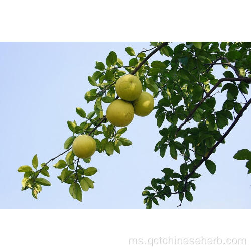 Buah Citron Berkualiti Tinggi Semula Jadi